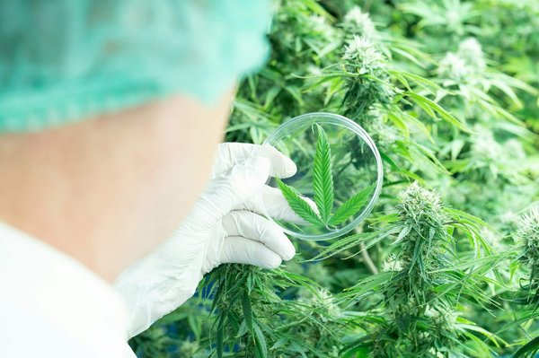 Top 3 des meilleurs sites de cbd en france